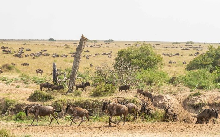 Great Migration