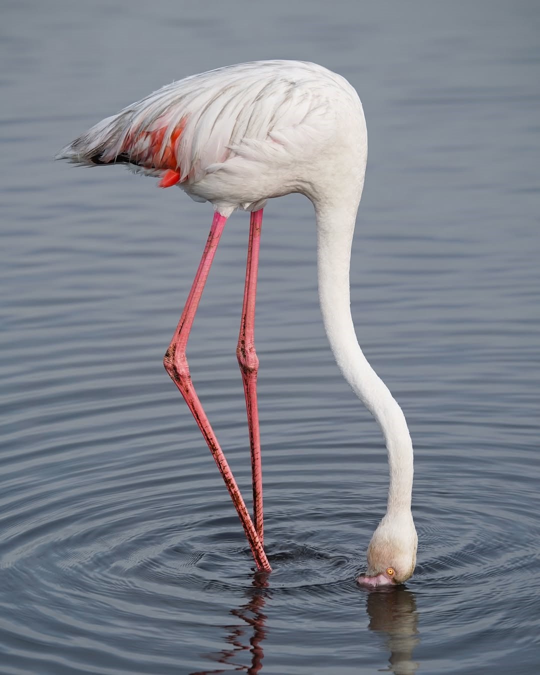 Lake Nakuru Flamingos