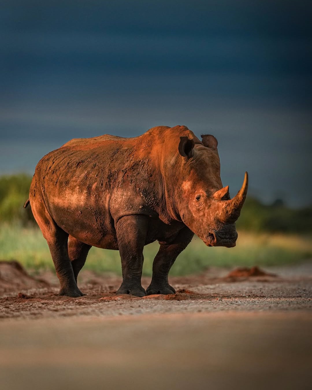 Lake Nakuru Rhino