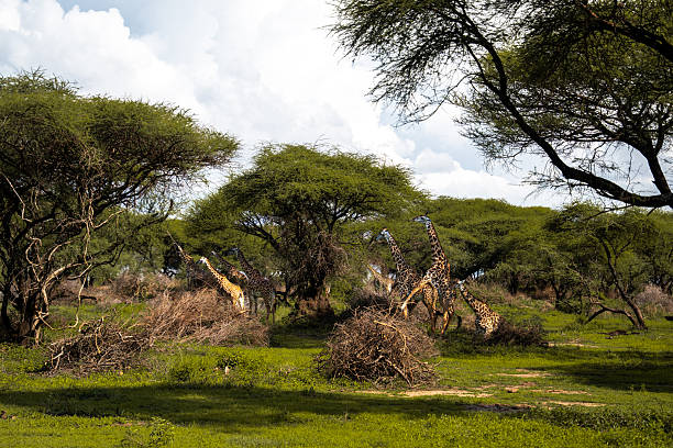 Serengeti Migration