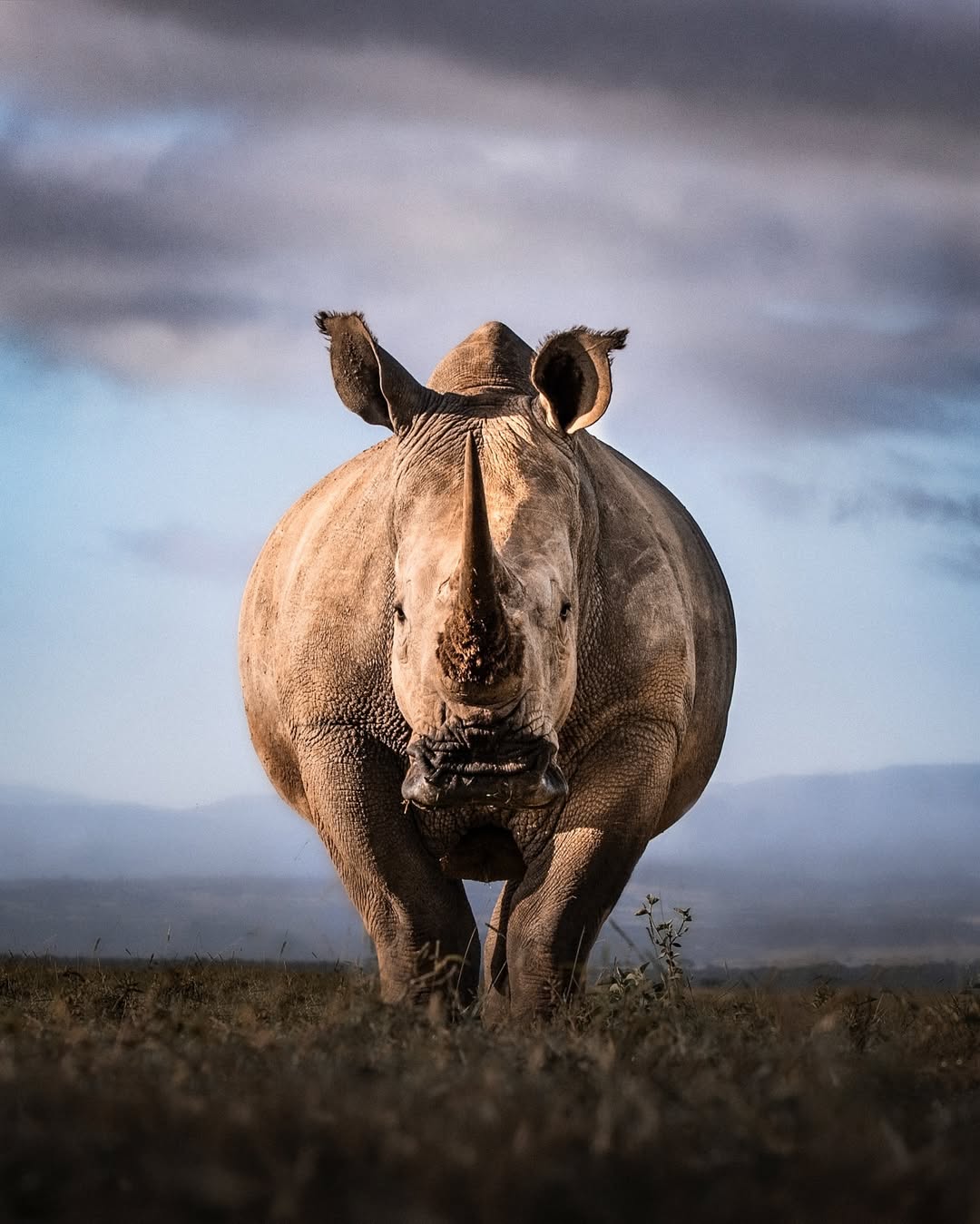 Ol Pejeta Rhinos