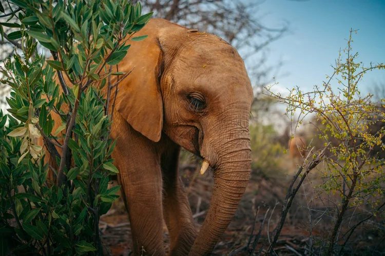 Reteti Elephant Sanctuary