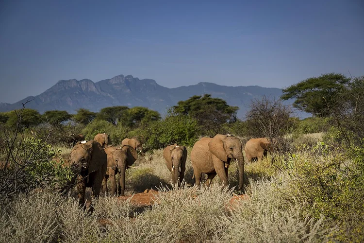 Elephant Feeding Session