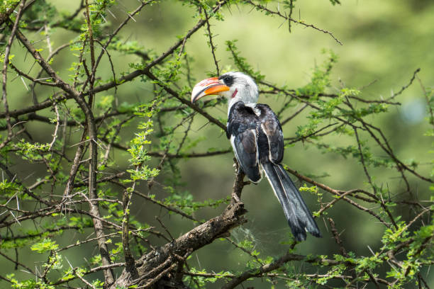 Serengeti Migration