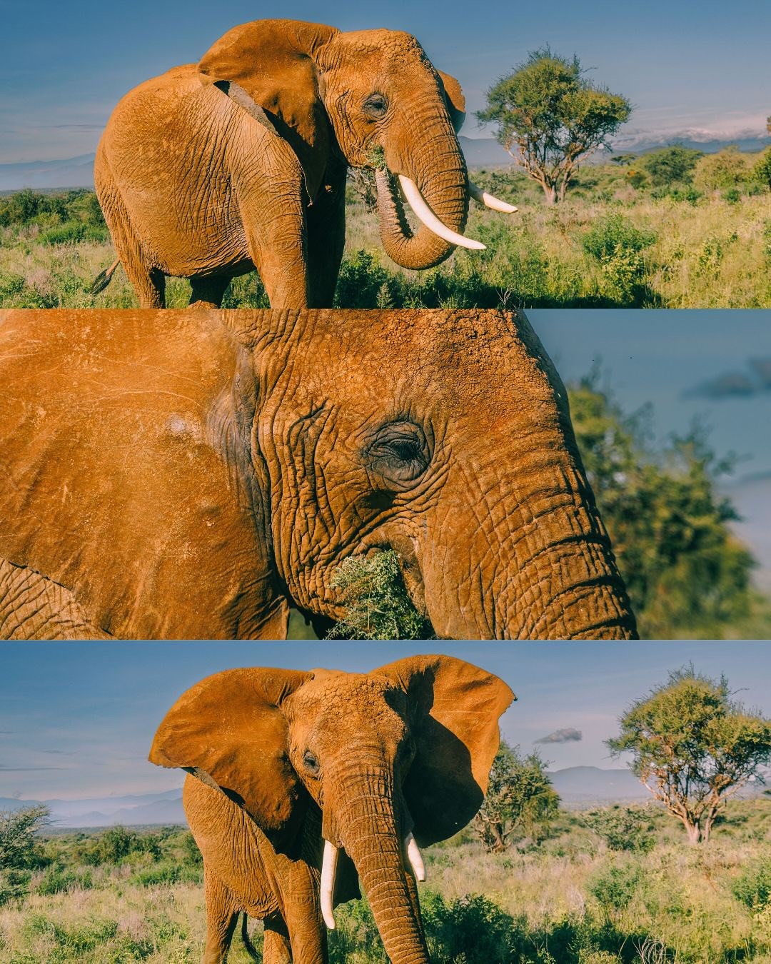 Tsavo Red Elephants