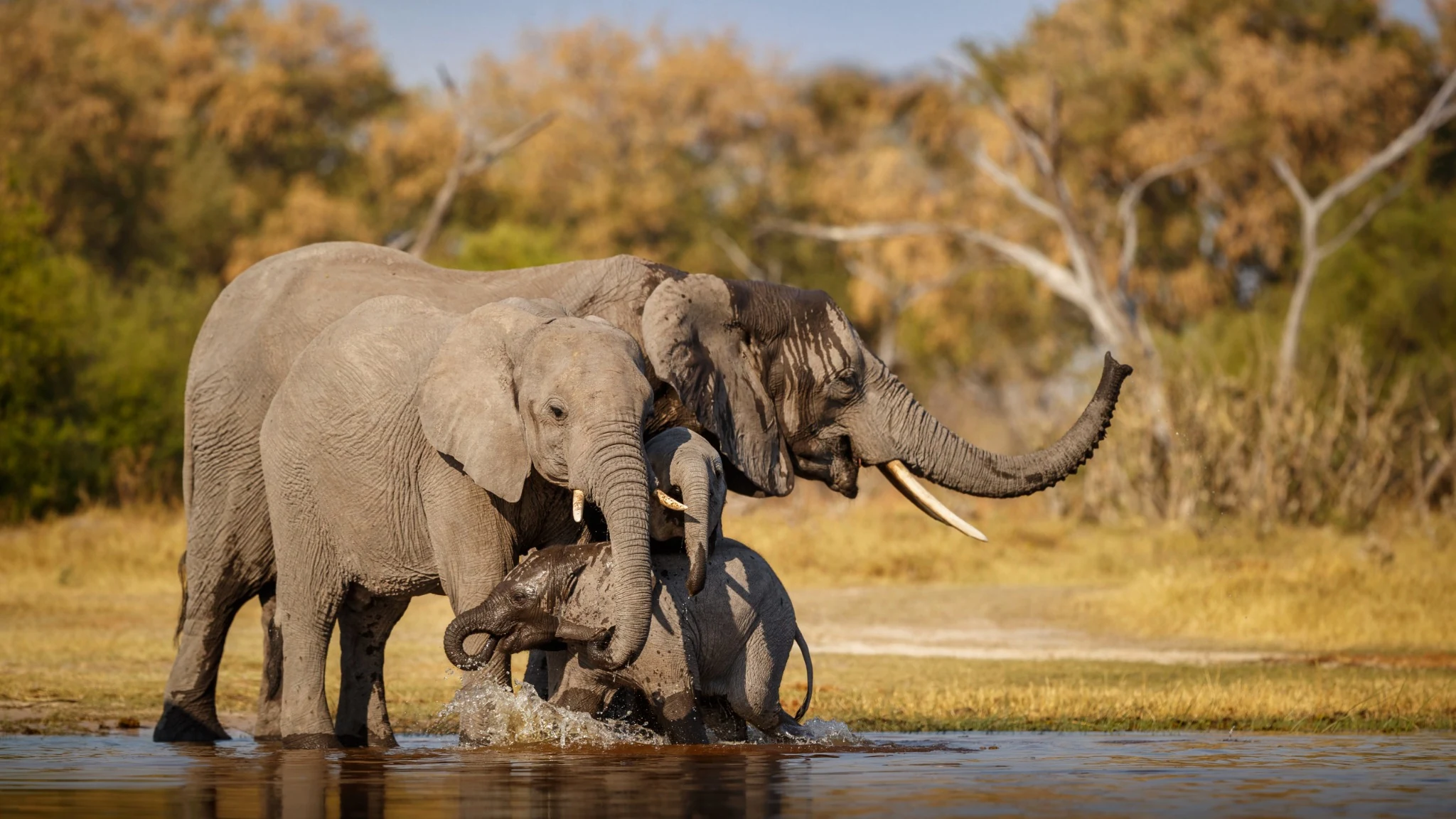 Step Into Your Safari Adventure - Rasset Adventures