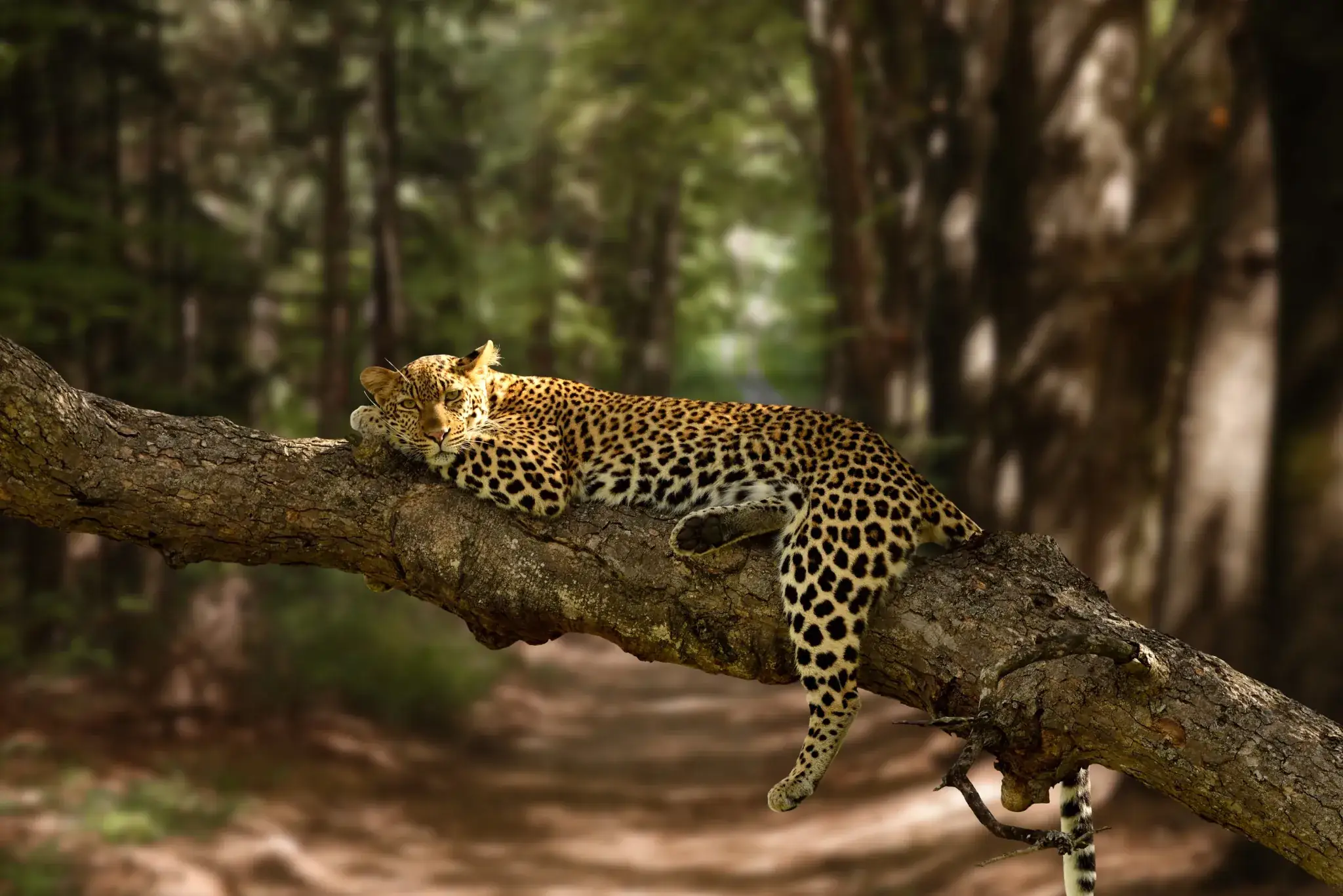 Discover Your Safari Adventure - Rasset Adventures